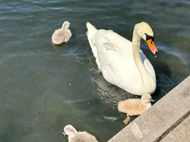Foto: Heide Böllinger aus Bad Friedrichshall