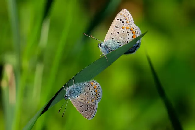 Der Hauhechel-Bläuling ist zur Zeit häufig zu sehen. | Foto: Michael Harmsen