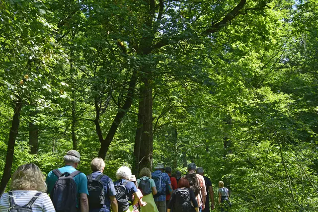 Im dichten Wald | Foto: Michael Harmsen