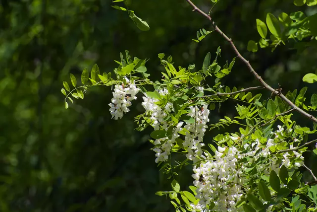 Die Robinien blühen prächtig | Foto: Michael Harmsen