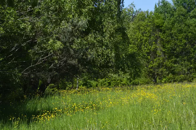 Keine Mad im Mai, sieht so aus als ob man sich dran hält. Das ist enorm wichtig für Pflanzen und Tiere. | Foto: Michael Harmsen