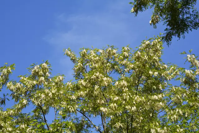 Manche Robinien erreichen eine stattliche Größe | Foto: Michael Harmsen