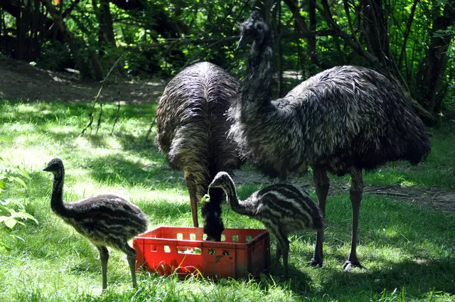 Die kleinen Emus sind nun schon kräftig gewachsen. | Foto: Daniela Somers