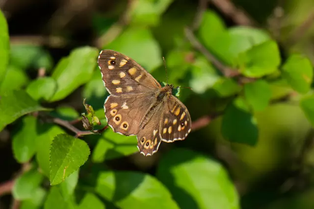 Was Waldbrettspiel ist auch unterwegs im Stadtwald | Foto: Michael Harmsen