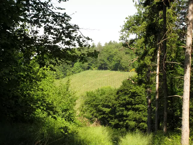 Eben nach am Schanzenweg, nun die Perspektive zurück vom Winterhaldenweg aus. | Foto: Wandern Gaby Erich