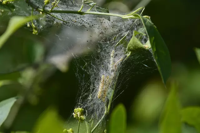 Die Gespinstmotten sind sehr aktiv | Foto: Michael Harmsen