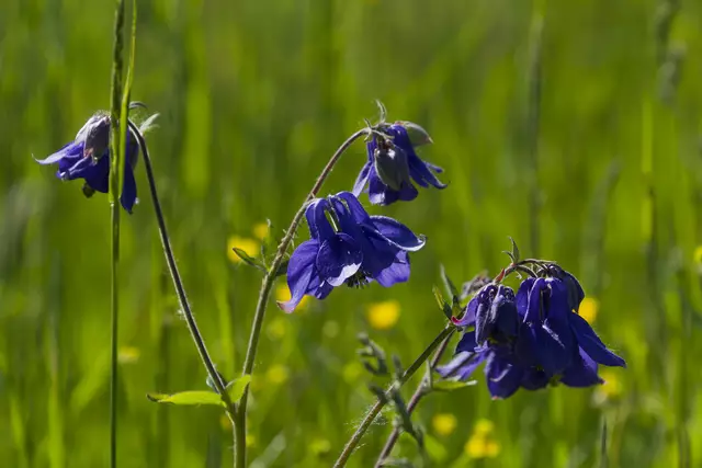 Foto: Michael Harmsen