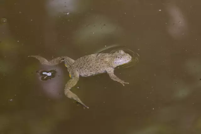 Toter Mann spielen ist auch eine gute Taktik, der hier hat sich von 20 Fotografen nicht aus der Ruhe bringen lassen | Foto: Michael Harmsen
