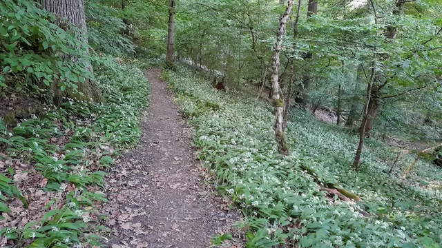 Das Köpfertal, über und über voll von Bärlauch | Foto: WandernGabyErich