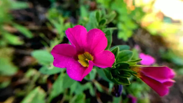 Im Garten mal etwas genauer hingeschaut....🌺🌞😍😎 | Foto: Ralf Röser