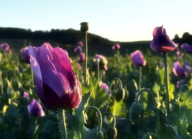 Pink is beautiful... | Foto: Moni Bordt