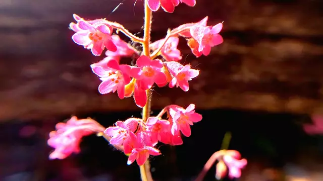 Im Garten mal etwas genauer hingeschaut....🌺🌞😍😎 | Foto: Ralf Röser
