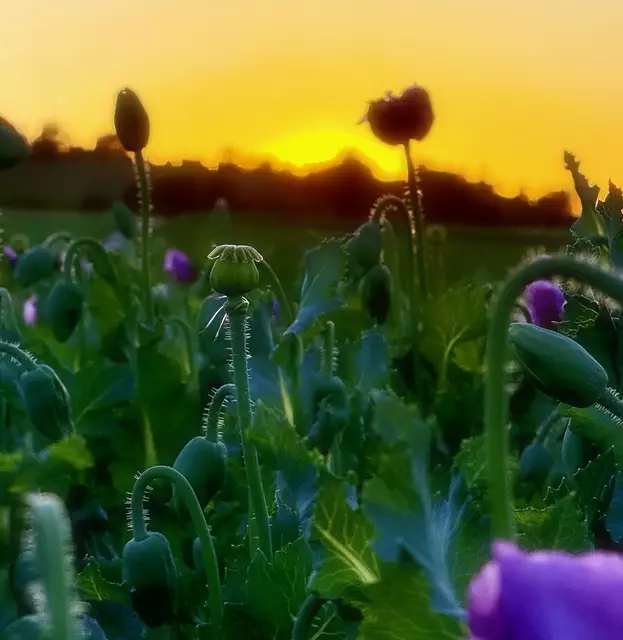 ...bald geht die Sonne unter.... | Foto: Moni Bordt
