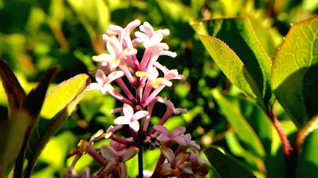 Im Garten mal etwas genauer hingeschaut....🌺🌞😍😎 | Foto: Ralf Röser