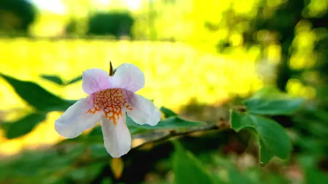 Im Garten mal etwas genauer hingeschaut....🌺🌞😍😎 | Foto: Ralf Röser