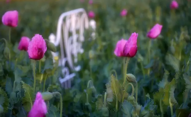 Ein Bett im Mohnfeld... | Foto: Moni Bordt
