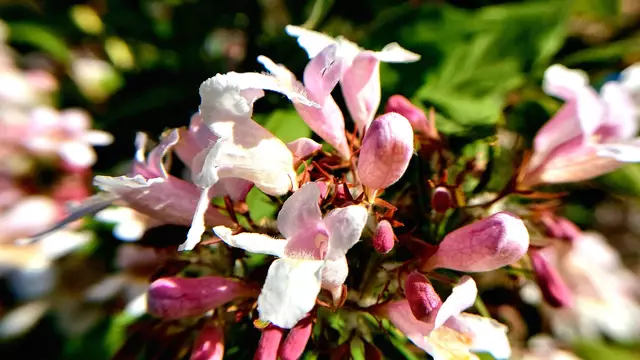 Im Garten mal etwas genauer hingeschaut....🌺🌞😍😎 | Foto: Ralf Röser