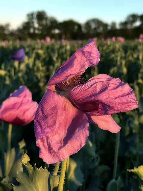 lila Schönheit | Foto: Moni Bordt