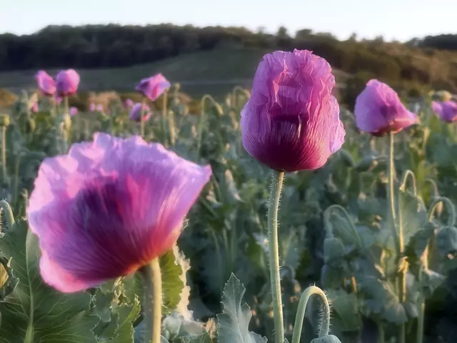 Pinke Pracht | Foto: Moni Bordt