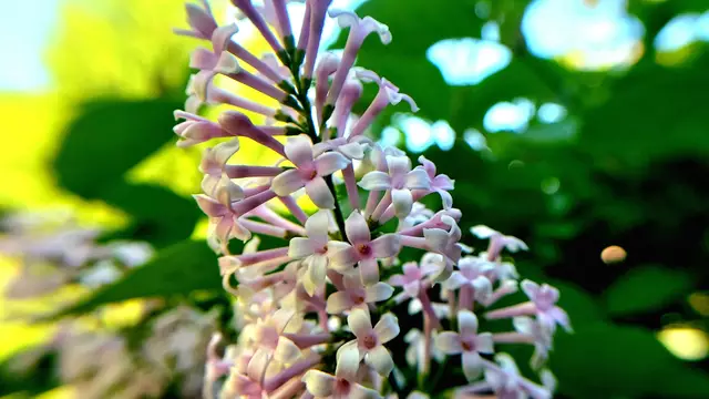 Im Garten mal etwas genauer hingeschaut....🌺🌞😍😎 | Foto: Ralf Röser