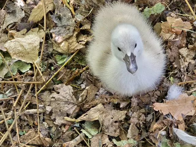 Foto: Heidrun Rosenberger