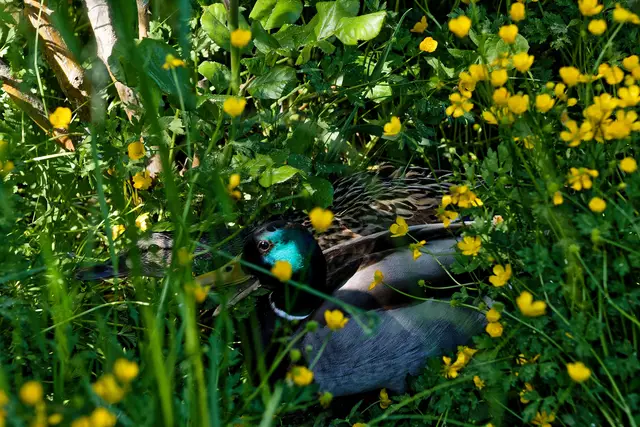 abgetaucht 😊 | Foto: WKY