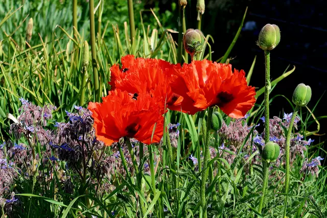 Foto: Eduard Warenik