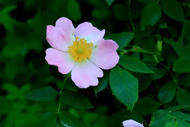 Foto: Eduard Warenik