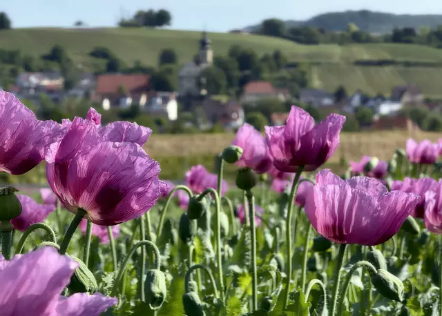 ..das verwunschene Dörflein... | Foto: Moni Bordt
