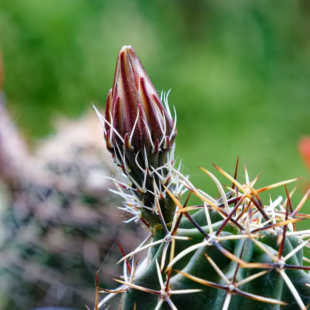 Er blüht zum ersten Mal, bin auf die Farbe gespannt  | Foto: WKY