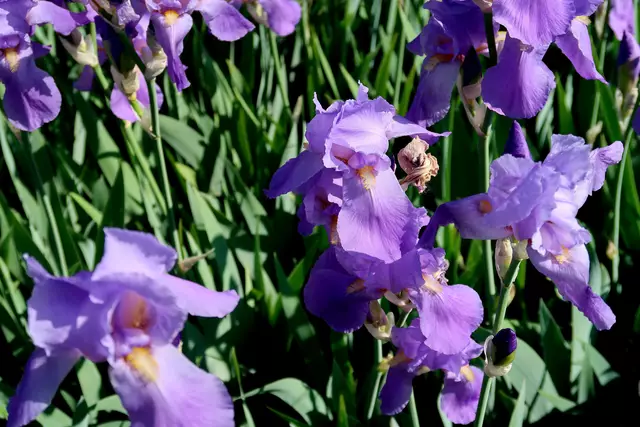 Foto: Eduard Warenik