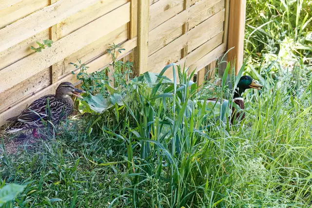 Quakquakquak | Foto: WKY