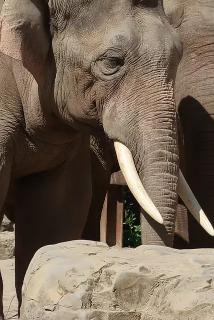 Foto: Eduard Warenik