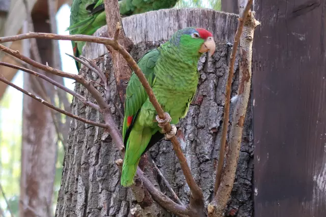 Foto: Eduard Warenik