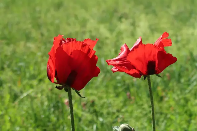 Foto: Eduard Warenik