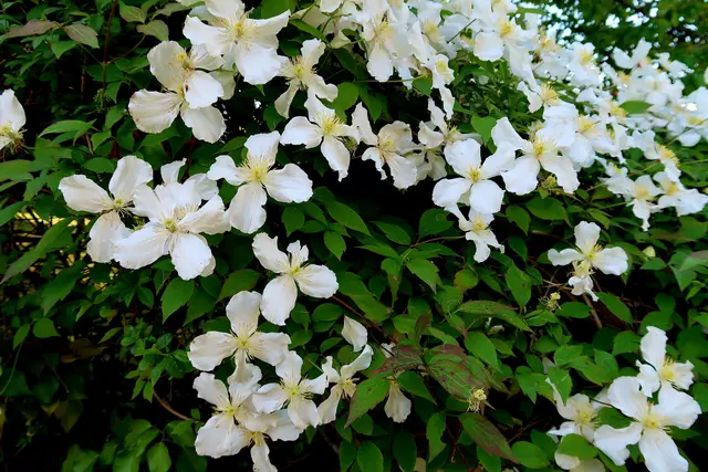 Foto: Eduard Warenik