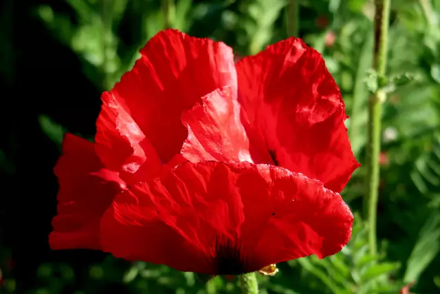 Foto: Eduard Warenik