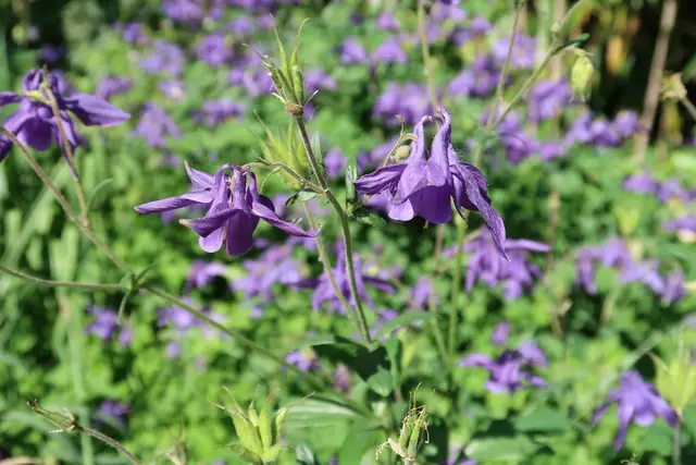 Foto: Eduard Warenik