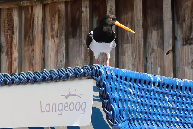 Foto: Eduard Warenik