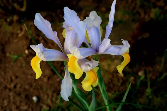 Foto: Eduard Warenik