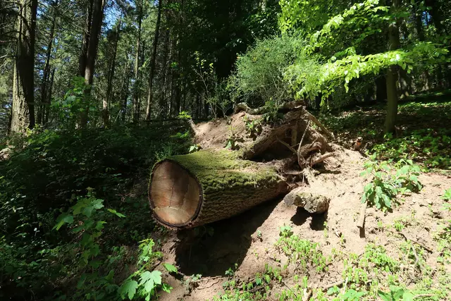 Foto: Eduard Warenik