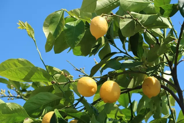 Foto: Eduard Warenik