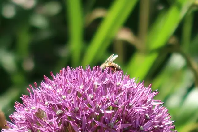 Foto: Eduard Warenik