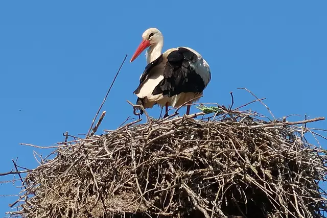 Foto: Eduard Warenik