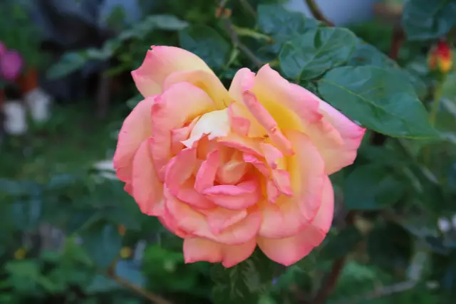 Foto: Eduard Warenik