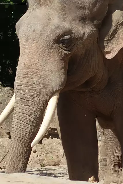 Foto: Eduard Warenik