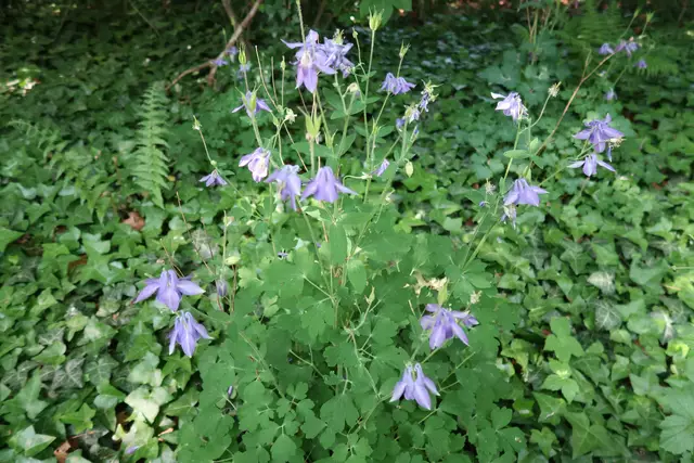 Foto: Eduard Warenik