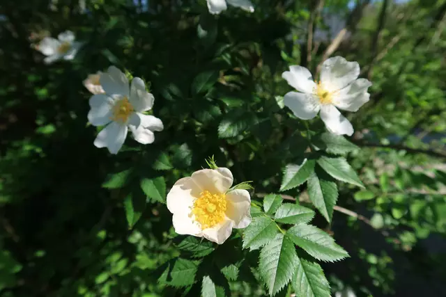 Foto: Eduard Warenik