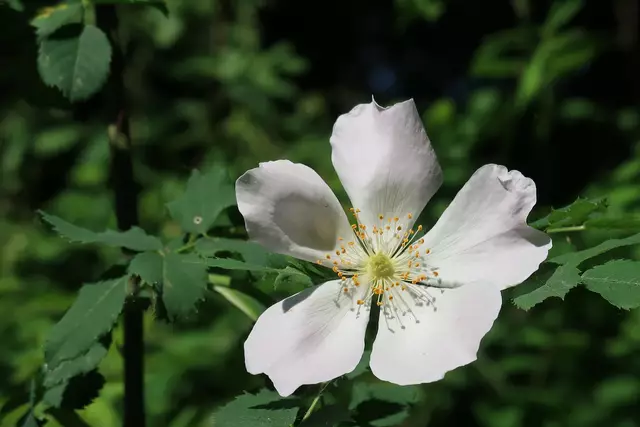 Foto: Eduard Warenik