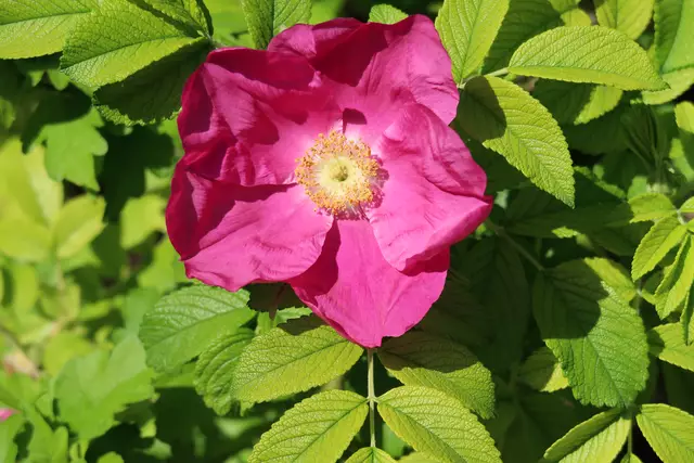 Foto: Eduard Warenik